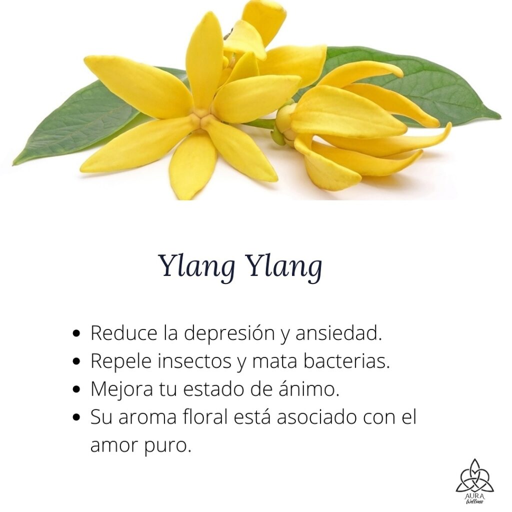 ylang ylang